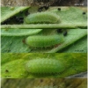 aric artaxerxes larva3 volg2